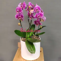 ارکیده بنفش دو بوته