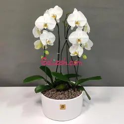 ارکیده سفید دو بوته