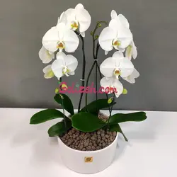 ارکیده سفید دو بوته