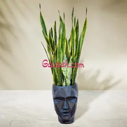 گلدان رخ سانسوریا | سفارش خرید گلدان بزرگ فایبرگلاس طرح چهره با سانسوریا ابلق لوکس | گلیزه