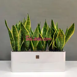 گلدان مستطیلی سانسوریا ابلق 60cm