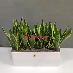 گلدان مستطیلی سانسوریا ابلق 60cm