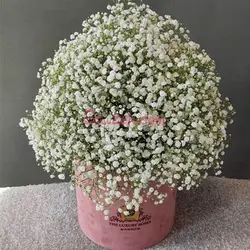 باکس گل ژیپسی