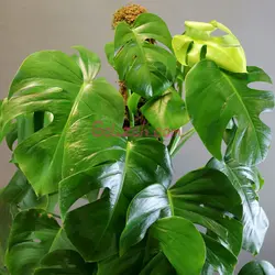 برگ انجیری باگلدان تورینگ