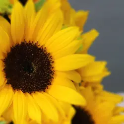 باکس گل آفتابگردان و داودی