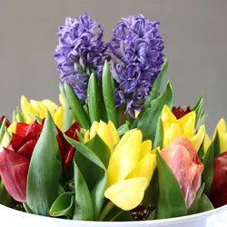 باغچه فلزی سنبل و لاله