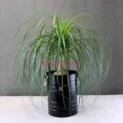 گیاه لیندا باگلدان فلزی