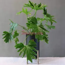 برگ انجیری فر