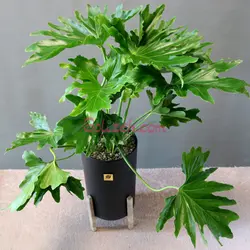 برگ انجیری فر