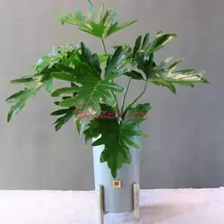 برگ انجیری فر