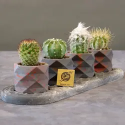 گیفت گلدان کاکتوس ماندگار