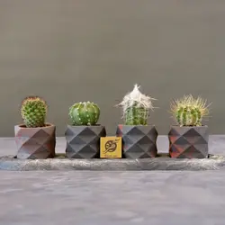 گیفت گلدان کاکتوس ماندگار