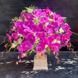 سبدگل ارکیده بنفش