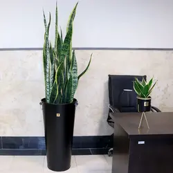 سانسوریا غول پیکر