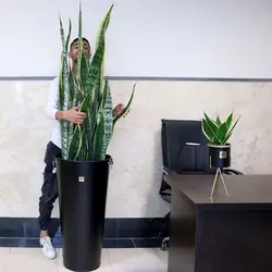 سانسوریا غول پیکر