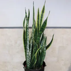 سانسوریا غول پیکر