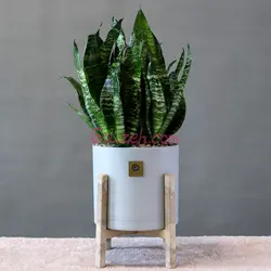 سانسوریا کرواتی سبز