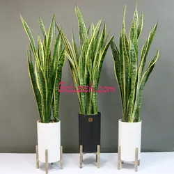 مجموعه سه عددی سانسوریا ابلق