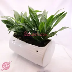 دراسنا کامپکت دوقلو