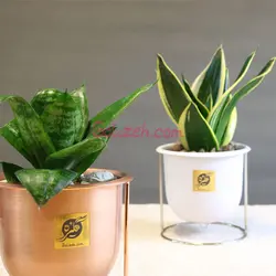 پک سانسوریا بلک گلد و سبز - دوعدد