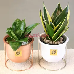 پک سانسوریا بلک گلد و سبز - دوعدد