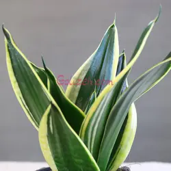 پک سانسوریا بلک گلد و سبز - دوعدد