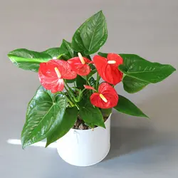 گیاه آنتوریوم با گلدان فلزی