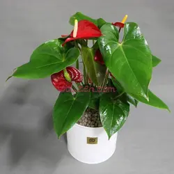 گیاه آنتوریوم با گلدان فلزی