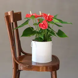 گیاه آنتوریوم با گلدان فلزی