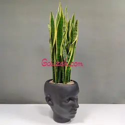 گلدان طرح چهره سانسوریا