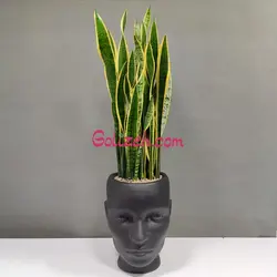 گلدان طرح چهره سانسوریا