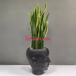 گلدان طرح چهره سانسوریا