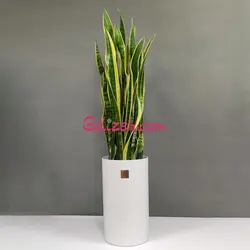 گلدان استوانه بلند سانسوریا ابلق