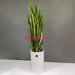 گلدان استوانه بلند سانسوریا ابلق