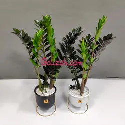 زاموفیلیا بلک باگلدان معلق - 2عدد