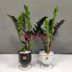 زاموفیلیا بلک باگلدان معلق - 2عدد