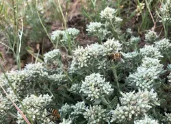 عسل مریم نخودی ( کلپوره )