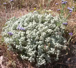 عسل مریم نخودی ( کلپوره )