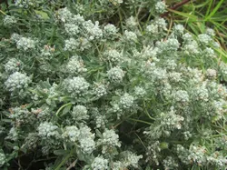 عسل مریم نخودی ( کلپوره )