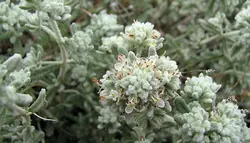 عسل مریم نخودی ( کلپوره )