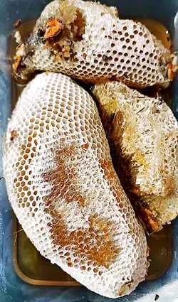 عسل وحشی رکو