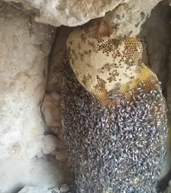 عسل وحشی رکو