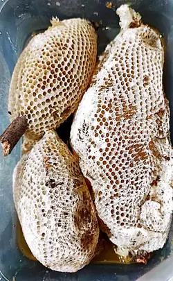 عسل وحشی رکو