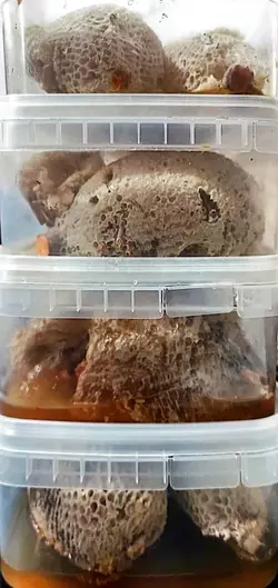 عسل وحشی رکو