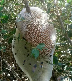 عسل وحشی رکو