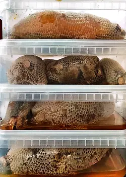 عسل وحشی رکو