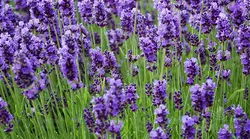 عسل اسطوخودوس