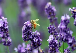 عسل اسطوخودوس