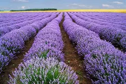 عسل اسطوخودوس