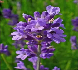 عسل اسطوخودوس